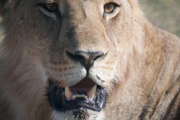 Lioness, Botswana