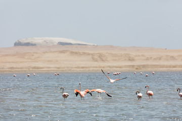 Flamingos  in Paracas, Peru.