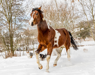 American Paint Horse with dog in sunny day in winter. Czech Republic