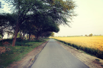 A Road Near The Farms