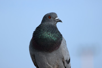 Pigeon Sitting On Wall