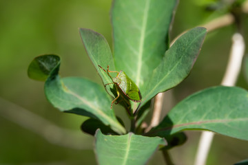 Green Shield Bug on Leaf in Springtime