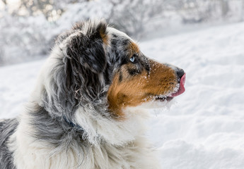 Australian Shepherd pupp, Australian collie on snow