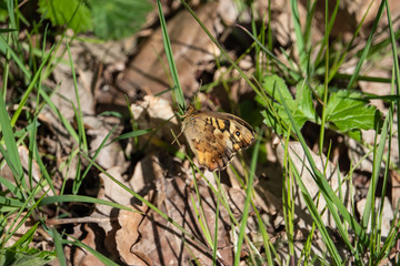 Speckled Wood Butterfly in Springtime