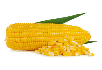 fresh corn isolated on white background