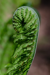 Fern
