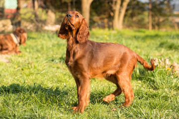Happy irish setter puppy dog 