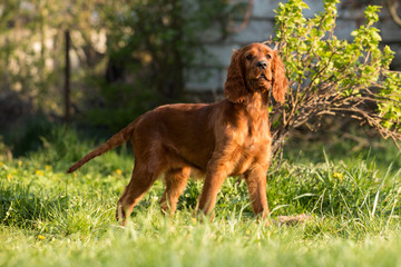 Happy irish setter puppy dog 