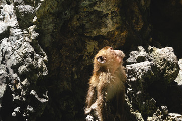 un cucciolo di cercopiteco asia