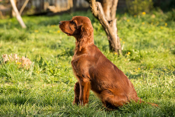 Portrait of a brown puppy on the grass