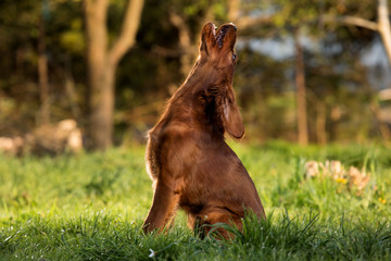 Happy irish setter puppy dog 
