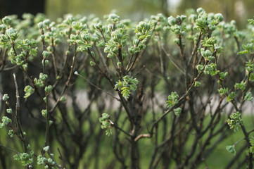 branch of a tree in spring
