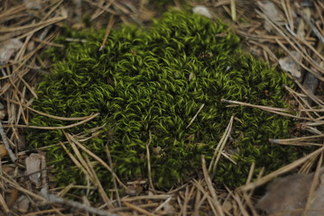 branch of a tree, nature, flower, leaf, green, forest