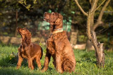 dog father and son, puppy and adult dog setter - obrazy, fototapety, plakaty