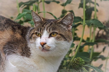 Gattone