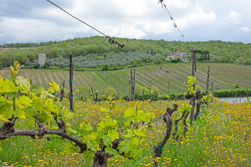 Spring chianti
