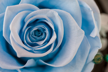 Close up of blue rose on yellow background