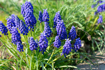 Blue Grape Hyacinth flowers ( MUSCARI ARMENIACUM) grow in the garden,