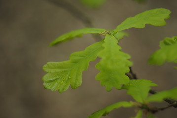green leaf, forest