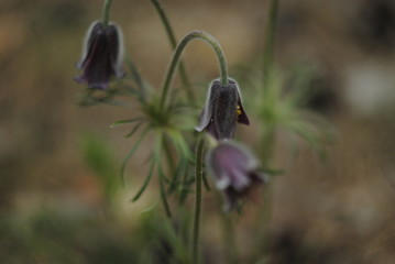 Fritillaria meleagris