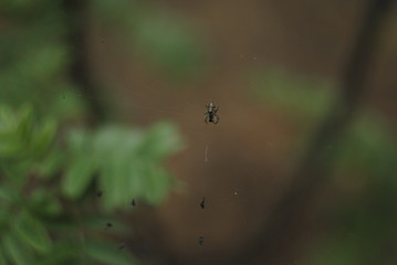 spider on a web