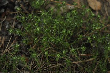 green leaf, forest