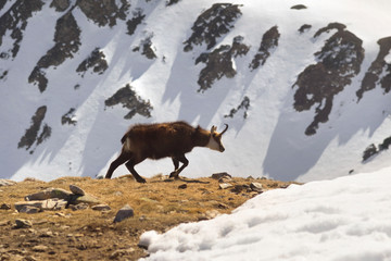 tatras, goats on top