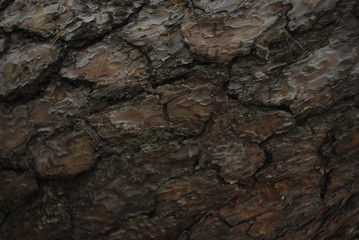 old wood forest 