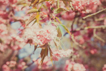 Beautiful cherry in spring time