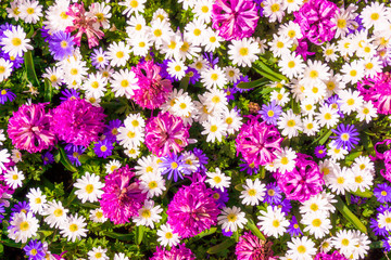 Beautiful flowers as background