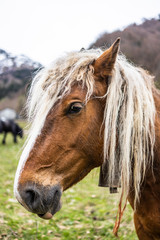 Portrait of a horse with a blonde hair