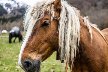 Obraz premium Portrait of a horse with a blonde hair