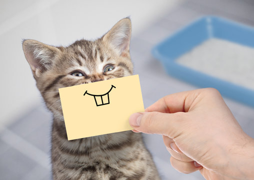funny cat with crazy smile sitting near clean toilet