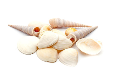 Sea shells isolated on white