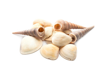 Sea shells isolated on white