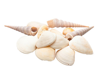 Sea shells isolated on white