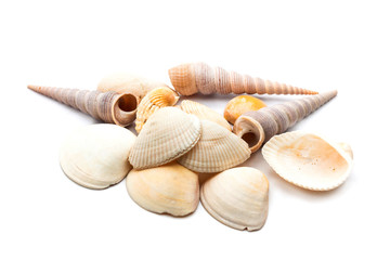 Sea shells isolated on white