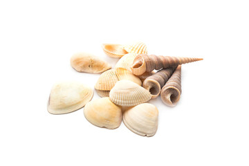 Sea shells isolated on white