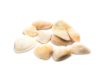 Sea shells isolated on white