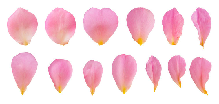 Pink rose petals set collection isolated on white background with clipping path