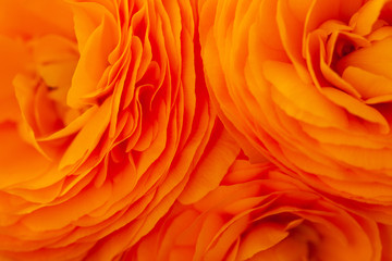 Close-up of camellia