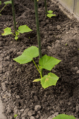 cultivation of cucumbers in greenhouse
