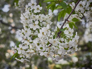 Flowering cherry trees in the month of April