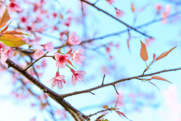 Wild Himalayan Cherry ( Prunus cerasoides ) ( Sakura in Thailand ) at Phu Lom Lo mountain , Loei , Thailand