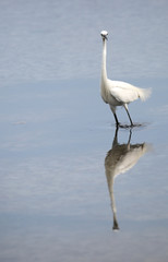 young white little egret on the water of pond