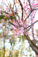 Wild Himalayan Cherry ( Prunus cerasoides ) ( Sakura in Thailand ) at Phu Lom Lo mountain , Loei , Thailand