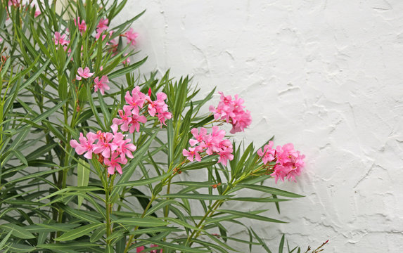 pink oleander flowers bloomed in spring