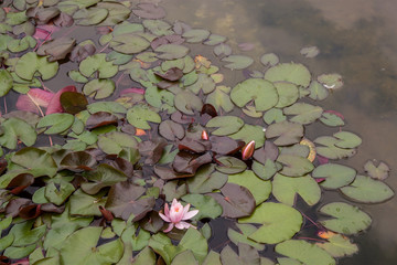 Flowers of water lily