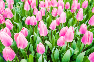 colorful tulips flowering on background