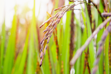Fototapeta premium riceberry plant in green organic rice paddy field